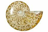 Polished Ammonite (Cleoniceras) Fossil - Madagascar #365079-1